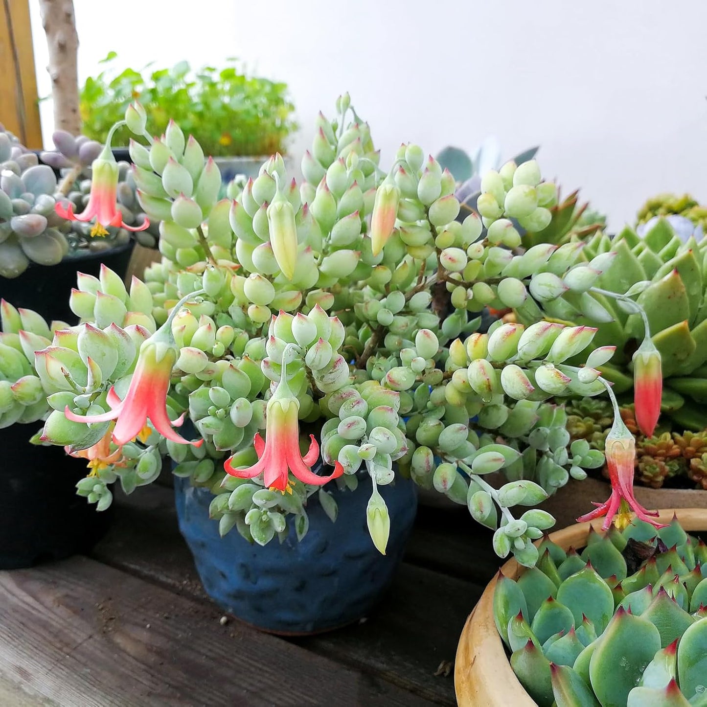 4" Cotyledon Pendens in White Stripe Pot, Live Succulent Rare House Plant for Home Office Wedding Indoor Outdoor Decoration, DIY Projects, Party Favor