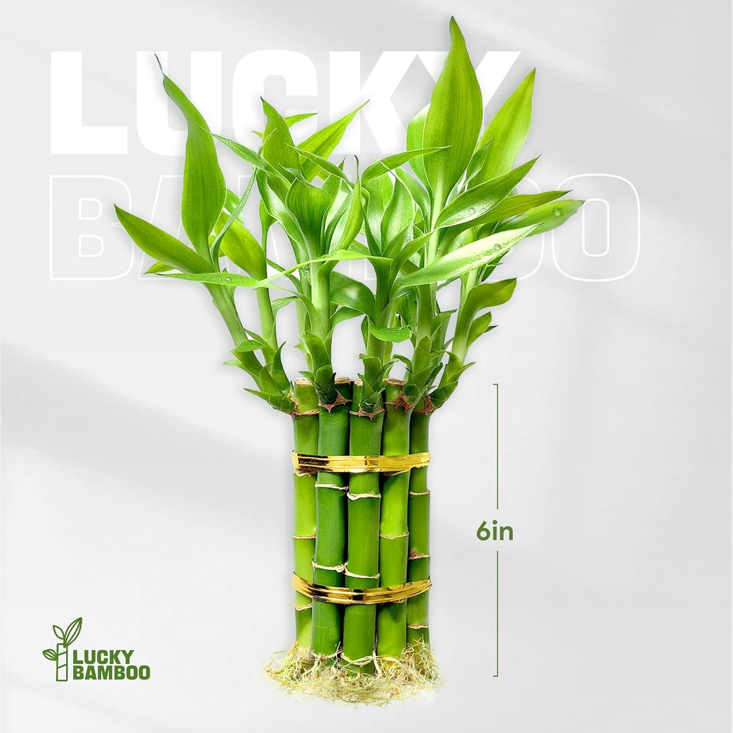 Lucky Bamboo Plants Live Indoor (10 Stalks, 6 Inch) - Fresh House Plants for Office Desk, Home Decor, for Positive Energy, Prosperity & Easy Care