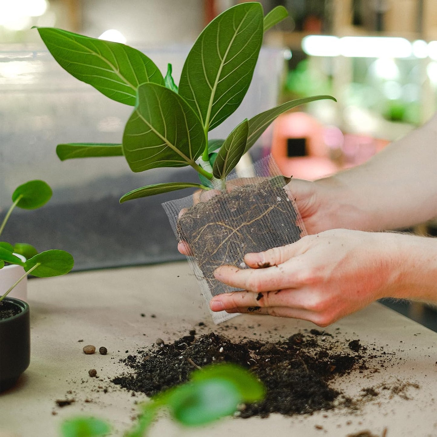 12 Pcs Root Guard Gopher Baskets,Plant Wire Baskets Stainless Steel Plant Wire Speed Mesh Vole Gopher Proof Animal Cages for Root Vegetables Protection(1, 3, 5 Gallon)