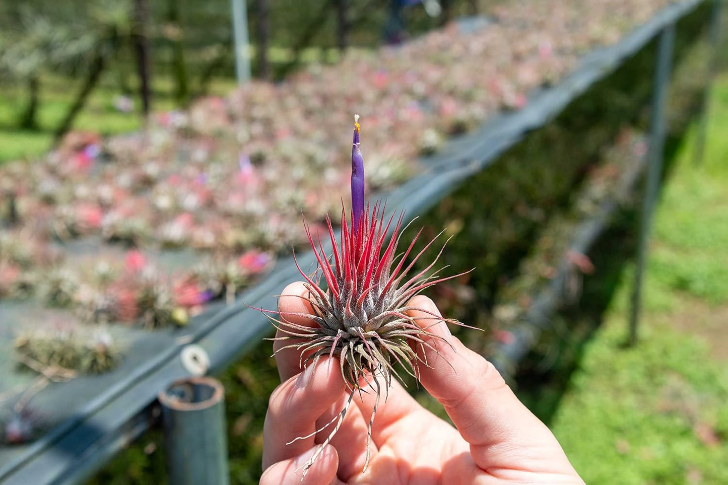 24 Pack Air Plants Assorted Tillandsia Ionantha - Live Succulent House Plants - Available in Wholesale and Bulk - Home and Garden Decor - Easy Care Indoor and Outdoor Plants