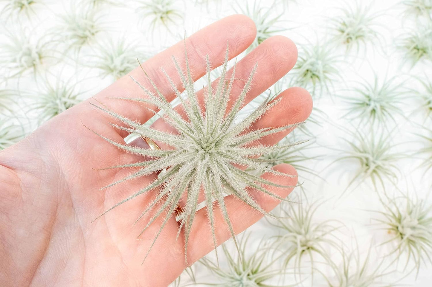 Air Plant Shop 25 Pack Rare Tectorum Ecuador Air Plants - Unique, Bright White, Nursery-Grown Tillandsia House Plant with Fuzzy Trichomes for Terrariums, Driftwood & Living Walls - Wholesale