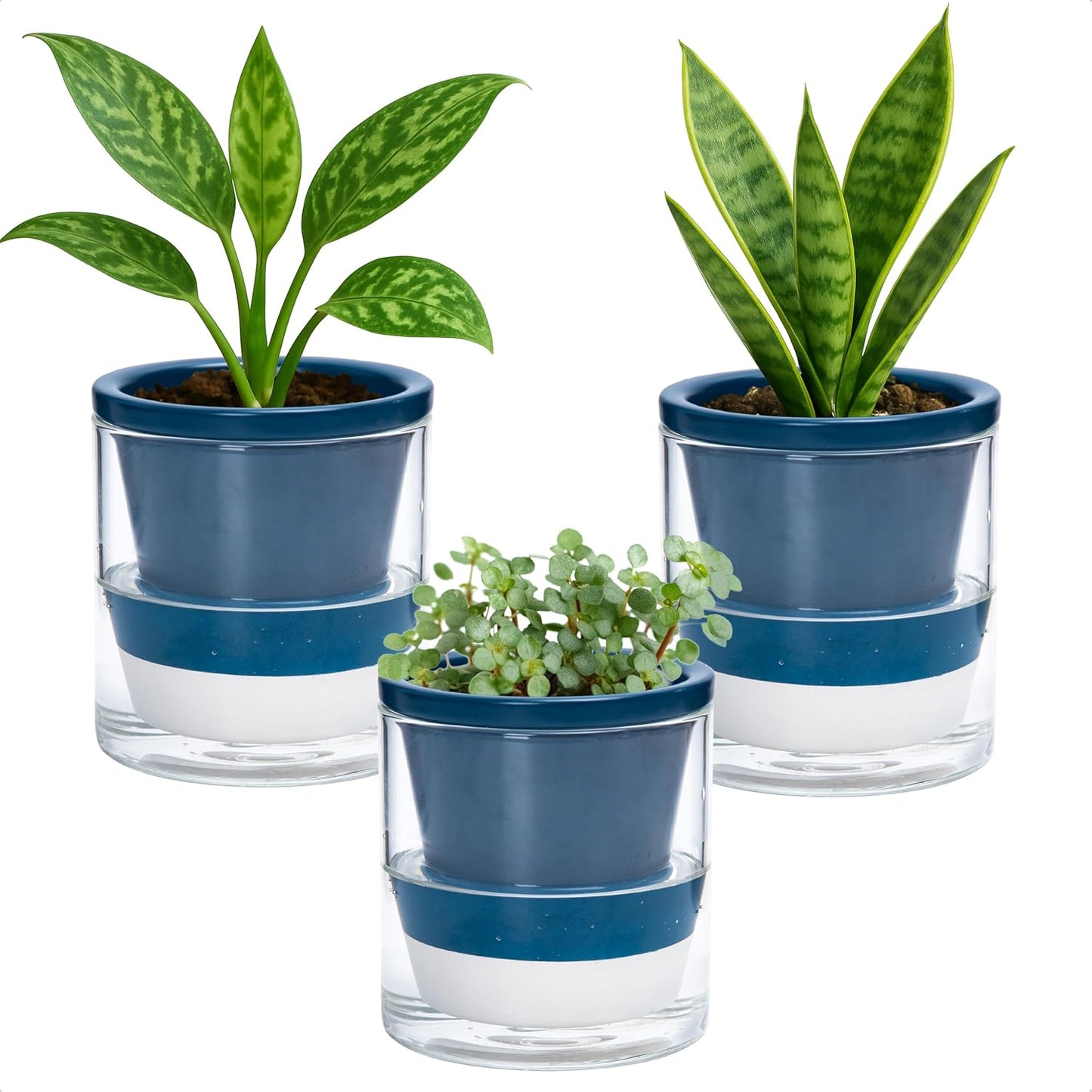 D'vine Dev 4 Inch Design Self Watering Planter for Indoor Plants, Blue Terracotta Pot with Cylinder Glass Cup, Set of 3, 37-Z-A-4-T