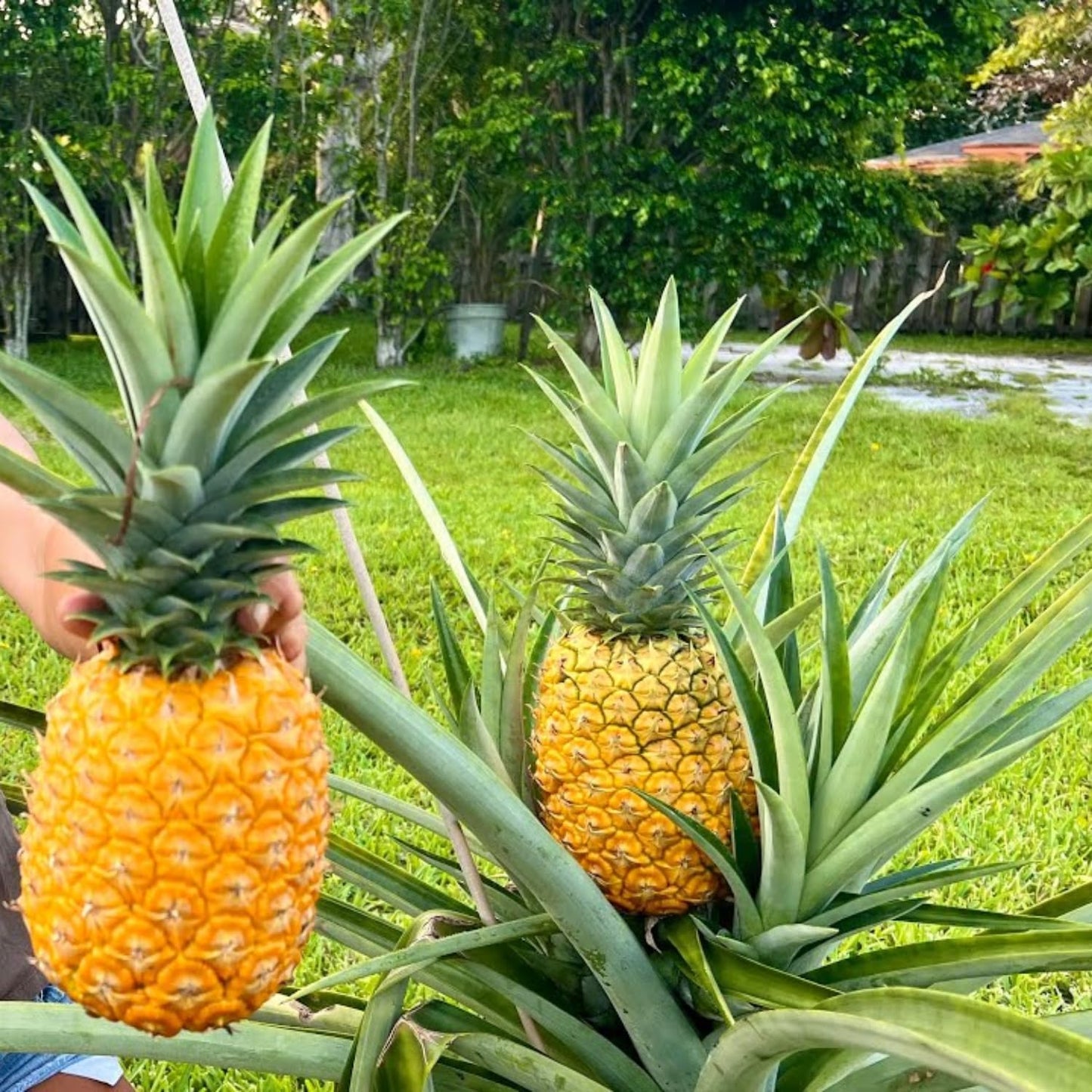 3 Elite Gold Pineapple Plants Live, 5-9 Inch Tall, Tropical Pineapple Fruit Tree Seedlings for Planting