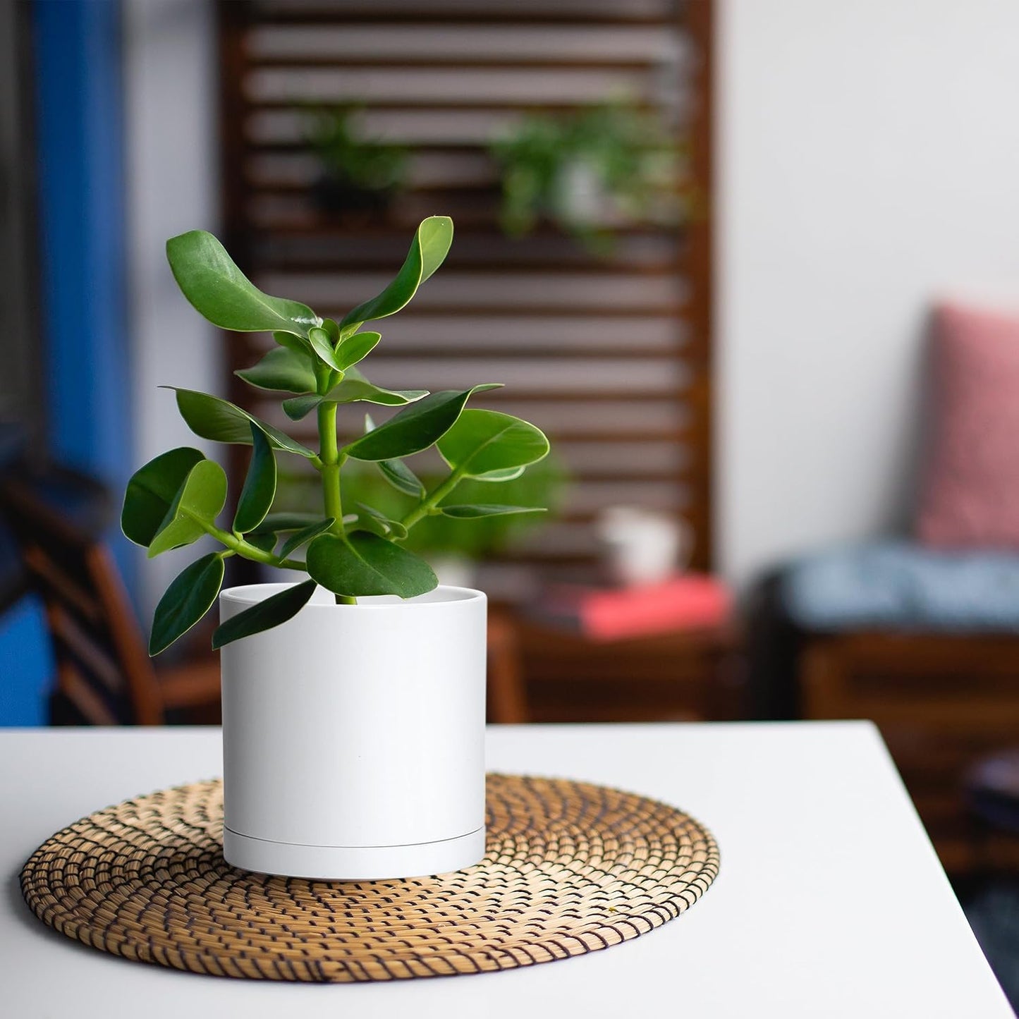 D'vine Dev 6 Pack 5 Inch Modern Plastic Plant Pots, Small Garden Planters for Plant with Drainage Holes and Saucers, White Color, 74-Z-G-3