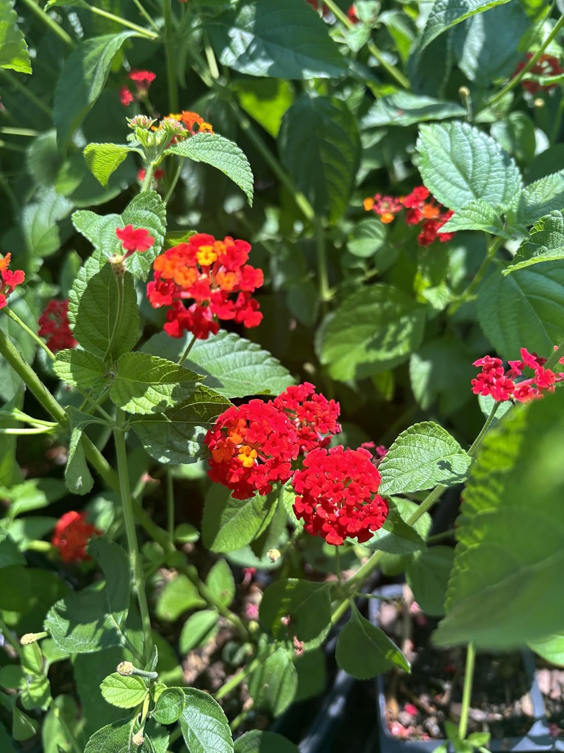Lantana Camara Flowers - Two Mixed (2) Live Plants - Plants, not Seeds - Attracts Hummingbirds & Butterflies - Each in 4 inch Pots