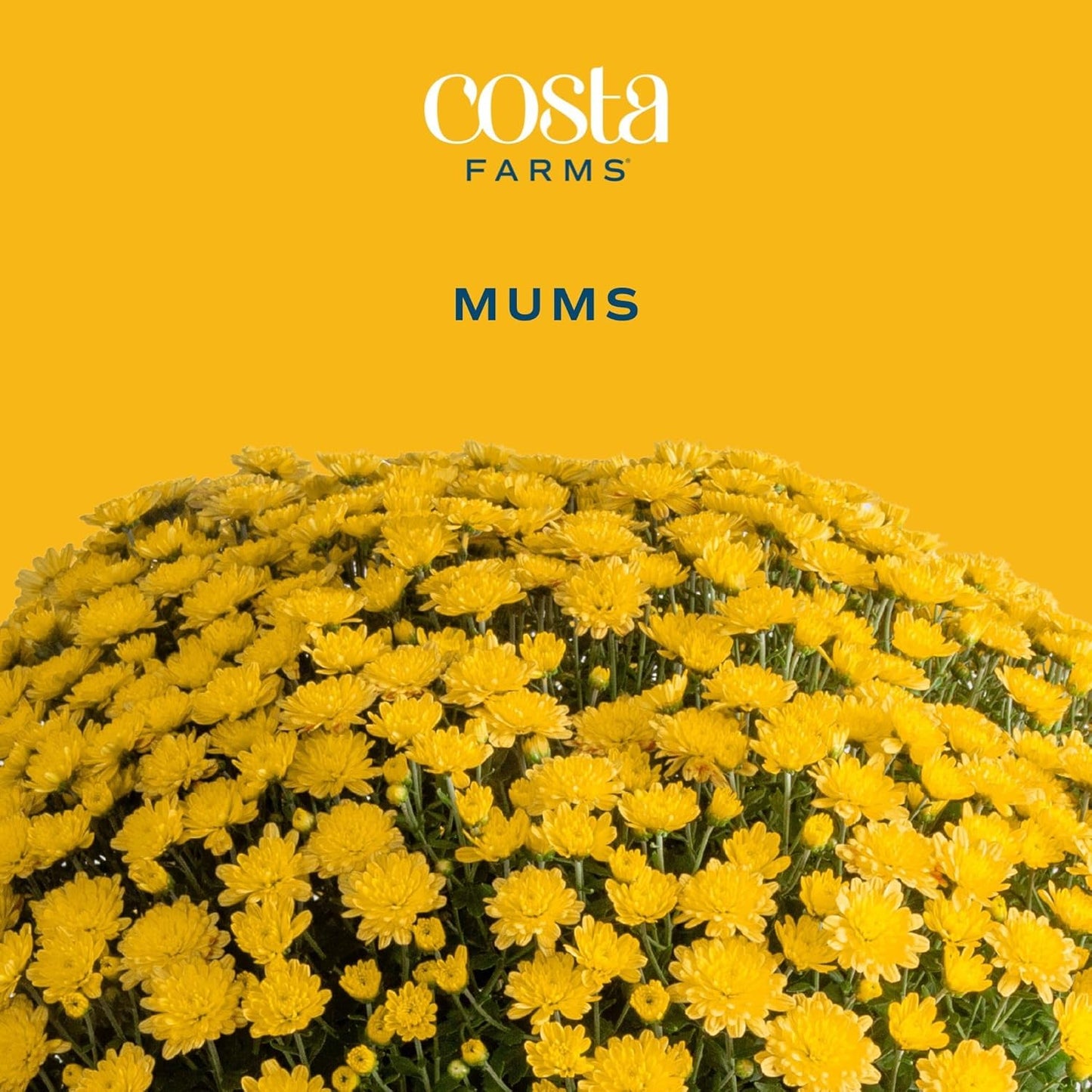 Costa Farms Live Flowering Yellow Mums (Pack of 4), Mini Chrysanthemum Houseplant, Full Bloom Plant Delivery, Potted in Grower Pot, 11-Inches Tall