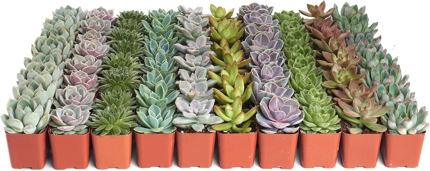 Shop Succulents Rosette Succulent Plant Pack Collection - Live Mini Succulent Plants, Low Maintenance, Floral Shaped Mix of Colors & Textures - Wedding and Party Favors, Gift & Garden, Pack of 100