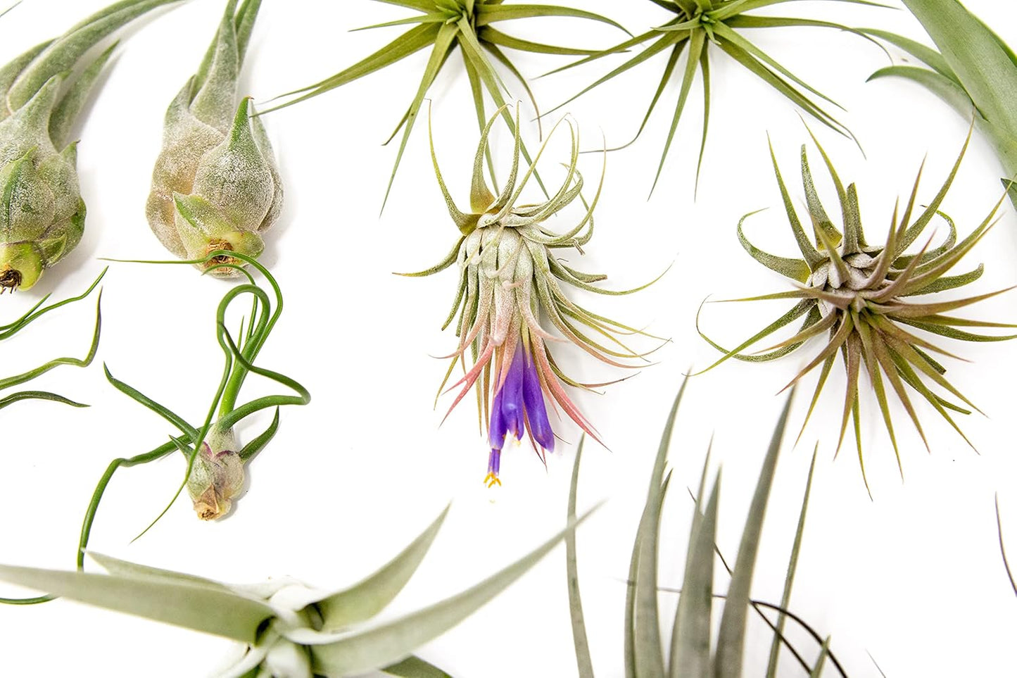 25 Grab Bag Pack Small & Medium Air Plants - Fertilizer Packet - Wholesale - Bulk - Live Tillandsia - Easy Care House Plant - Succulents
