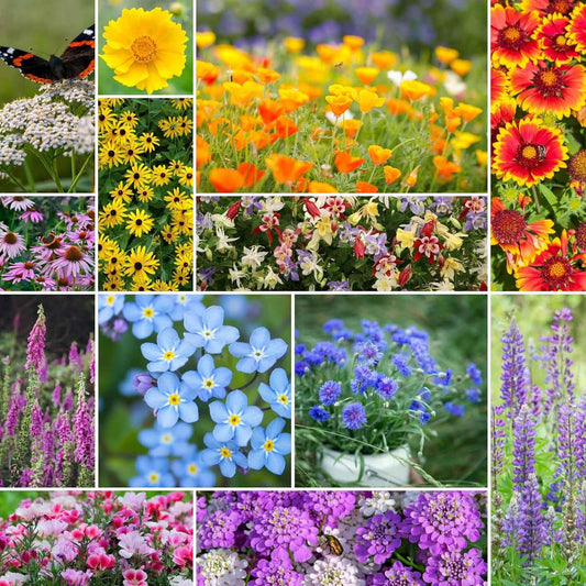 Eden Brothers Deer Resistant Wildflower Mixed Seeds for Planting, 50 lb, 24,000,000+ Seeds with Foxglove, Forget Me Not | Attracts Pollinators, Plant in Spring or Fall, Zones 3, 4, 5, 6, 7, 8, 9, 10