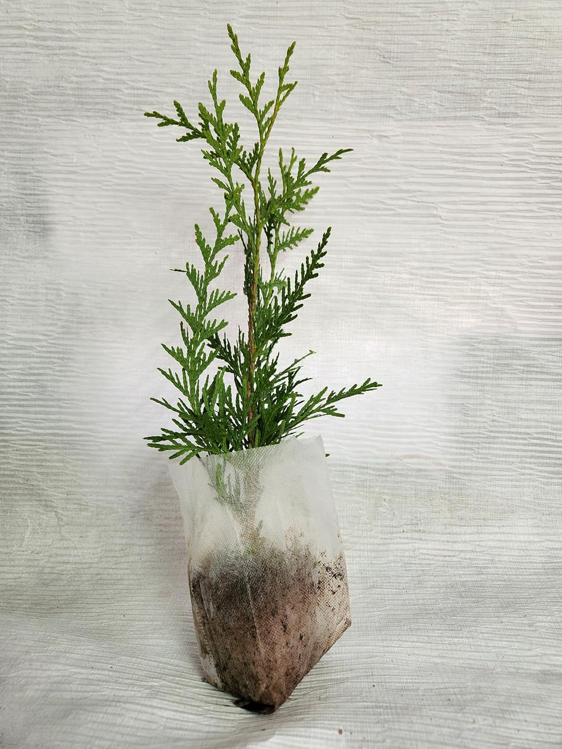 Thuja Green Giant Arborvitae Lot of 30 Each in a Protective Pouch 12-15 inches Tall