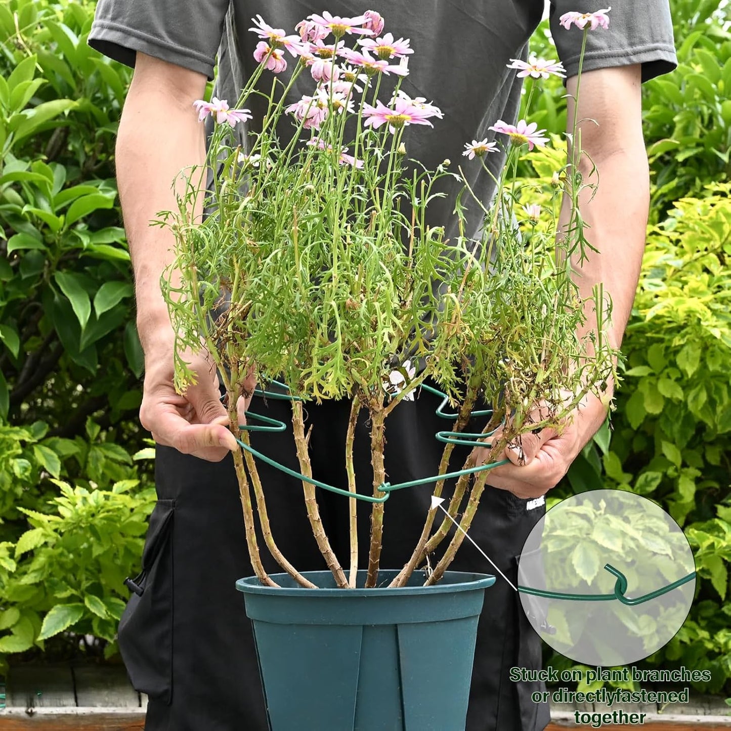 5PCS Green Monstera Plant Stem Support - 11x9.4 Adjustable Fishbone Cactus Stake Holder, Durable, Sturdy Design, Easy Installation, Gentle Grip for Indoor Plants