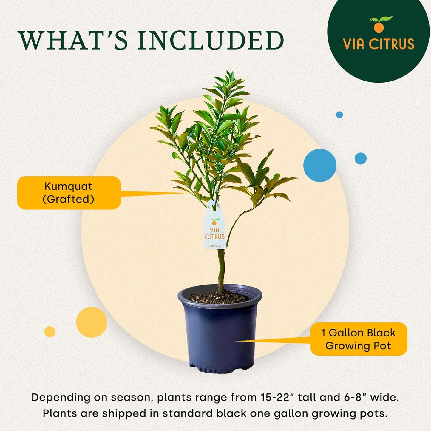 Grafted Kumquat Live Tree Plants Outdoor Plant 14-18" Tall - Sweet Kumquat Fruiting Tree Cannot Ship: CA, AZ, TX, LA, Dwarf Fruit Trees, Indoor Fruit Trees Live Plants, Kumquats Plant by Via Citrus