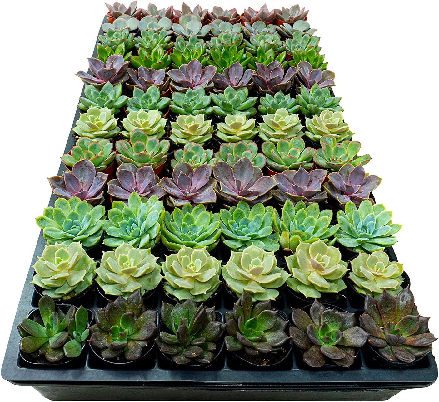 1.75 Inch Mini-Echeveria Assortment | Beautiful Rosette Assortment | Colorful, Hand-Picked Assortment | Great for Office, Home, or Wedding Decor | 72-Pack