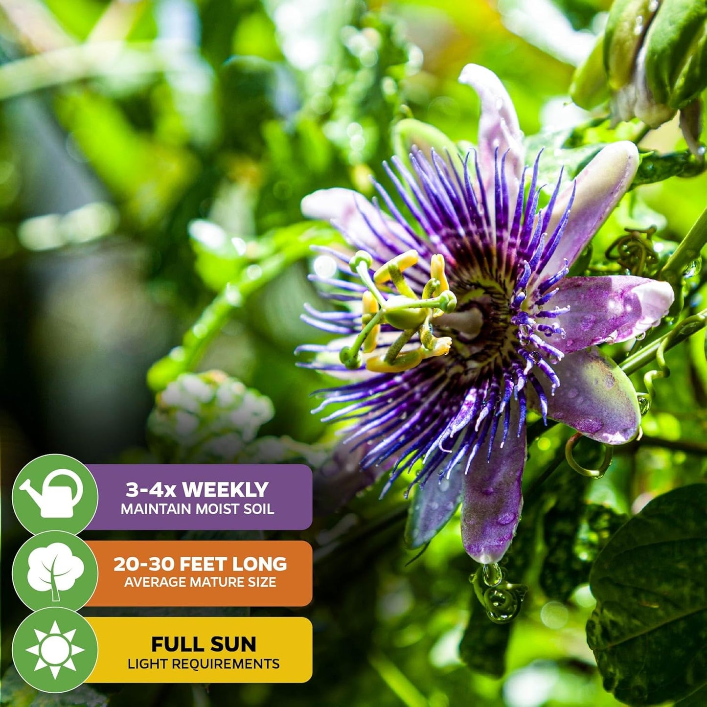 Purple Possum Passion Fruit Live Vine Starter Plant - Passiflora edulis by Wellspring Gardens - Climbing Vine with Aromatic Fruit & Stunning Flowers - Ideal for Outdoor Landscaping & Garden Planting