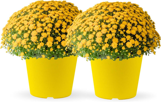 Costa Farms Live Plants – Fall Mums 2-Pack (Yellow) in Plant Pots | 3 Qt. Seasonal Houseplants & Outdoor Flowers for Porch, Patio, or Garden | Ships in Bud Form for Longer Bloom