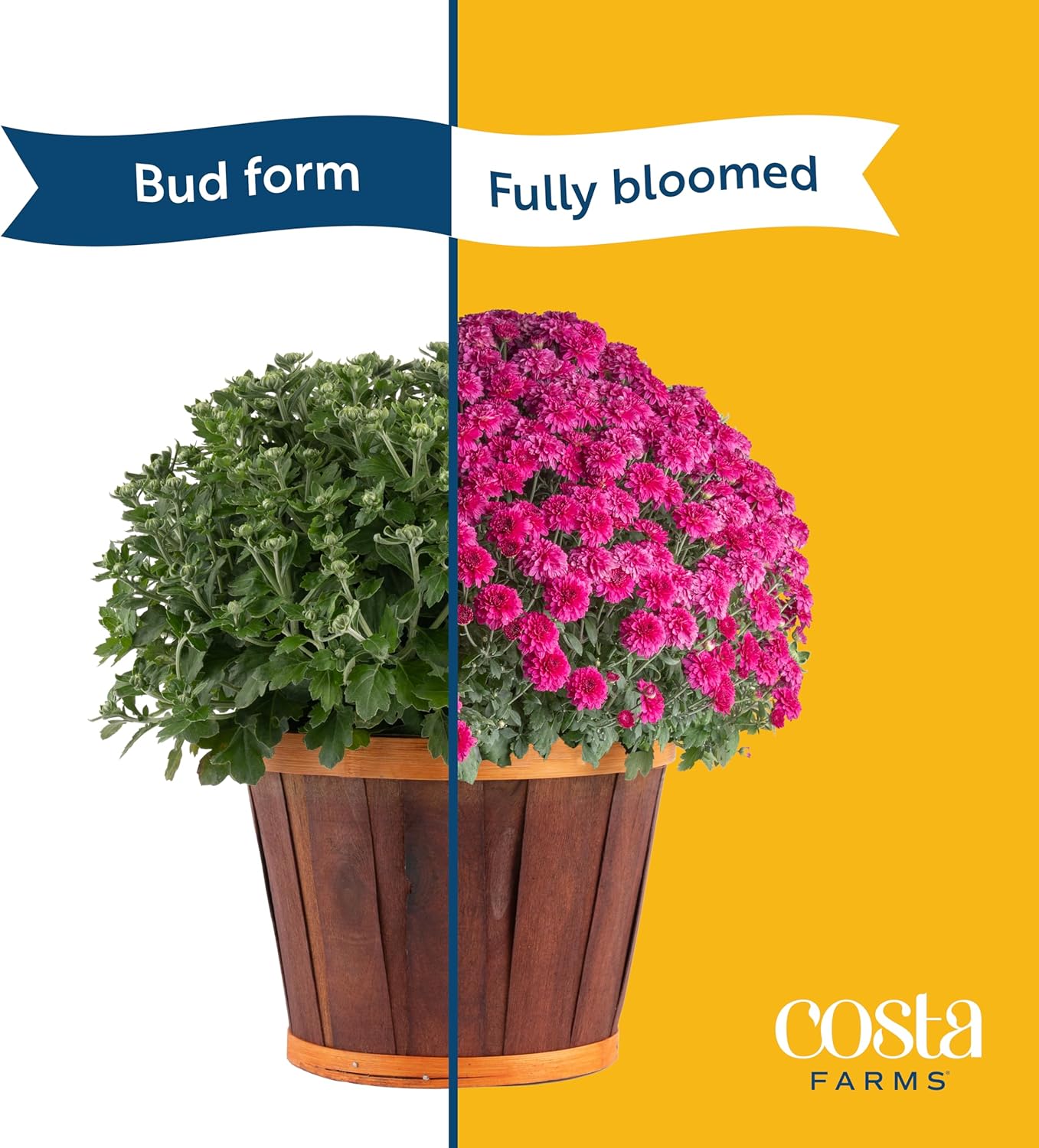 Costa Farms s Fall Mums Live Plants 2-Pack (Purple) in Grow Pots | 3 Qt. Seasonal Houseplants & Outdoor Flowers for Porch, Patio, or Garden | Ships in Bud Form for Longer Bloom