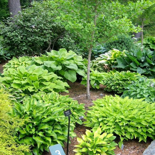 Ultimate Hosta Garden Collection 6-Pack of Bare Roots Hardy Mixed Heart-Shaped Hosta - Rich Green Foliage, Low Maintenance, Heart Shaped Leaves Great Perennials - 1000'S Sold