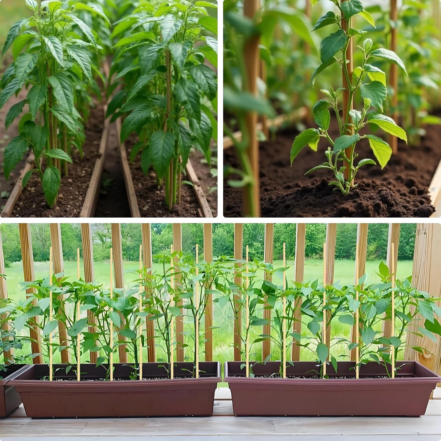 125 PCS 2.5FT Bamboo Plant Stakes 6.3mm Thick – 30-Inch Bamboo Sticks for Plants, Tomatoes, Beans, Climbing Plants – Smores Sticks & Marshmallow Sticks for Fire Pit and Campfire – VESYMAN