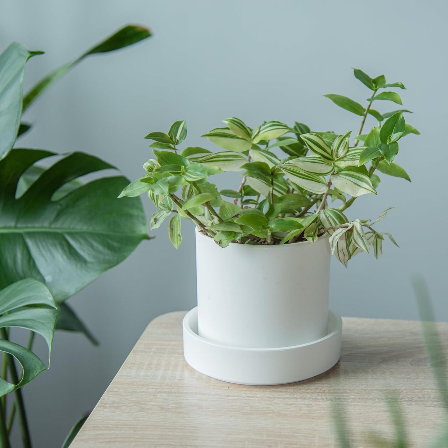 Phoenix Vine 6 Inch Plastic Plant Saucer Water Drip Tray, Heavy Sturdy Round Plant Drainage Tray for Indoors Outdoor, Matte White, 21-TY-6W-1