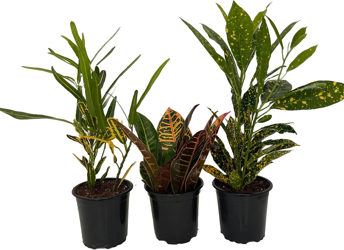 Croton Plant Assortment - 3 Pack in 4" Pots