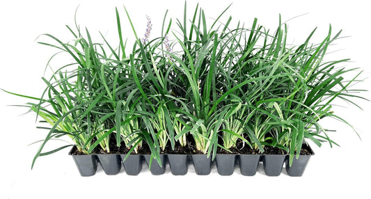Super Blue | 40 Live Plants | Liriope Muscari | Ground Cover Plant, Ornamental Grass, Drought Tolerant, Low Maintenance, Evergreen Foliage, Purple Flower Spikes, Shade Garden Favorite, Easy to Grow