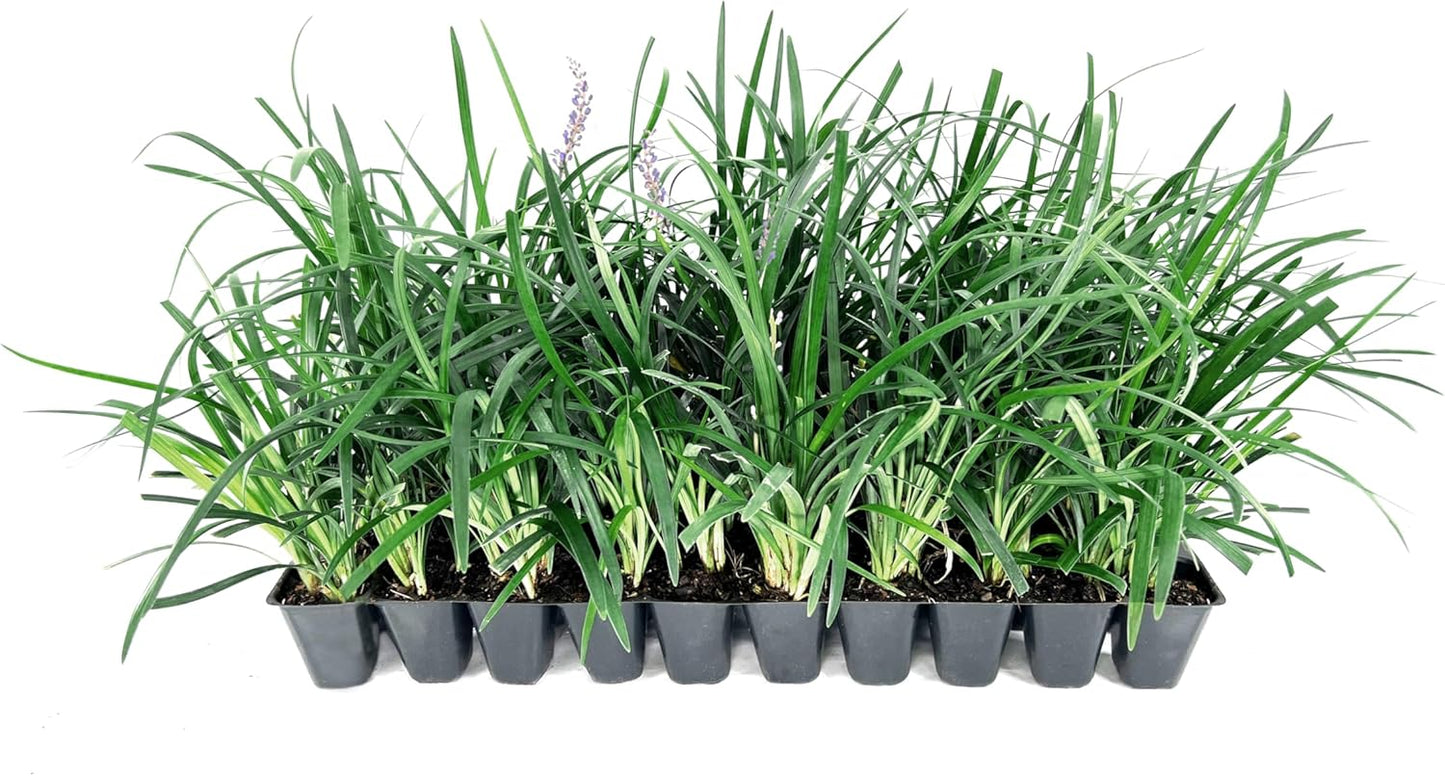 Super Blue | 10 Live Plants | Liriope Muscari | Ground Cover Plant, Ornamental Grass, Drought Tolerant, Low Maintenance, Evergreen Foliage, Purple Flower Spikes, Shade Garden Favorite, Easy to Grow