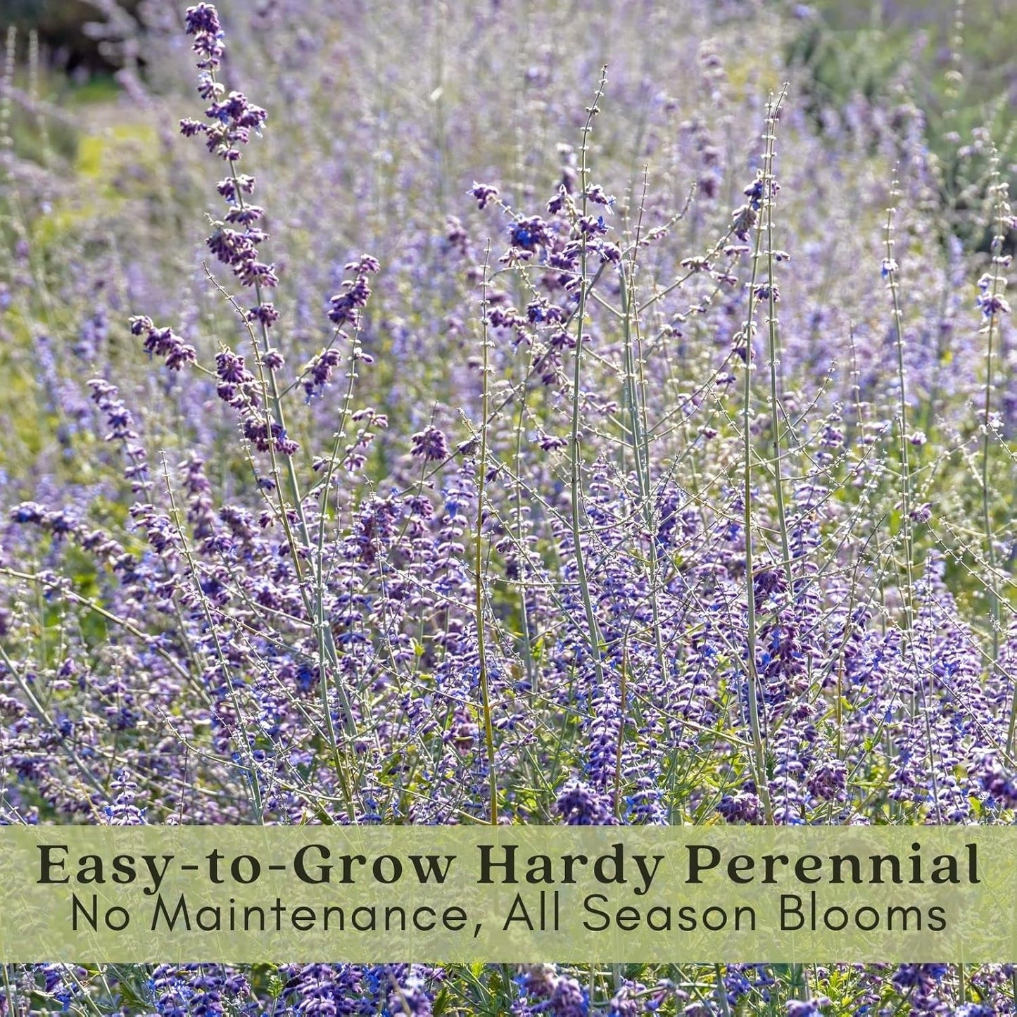 Clovers Garden Russian Sage Plants – Two (2) Live Plants – Non-GMO - Not Seeds - Each 4" to 8" Tall – in 4" Inch Pots – Hardy Flowering Perennial, Pollinator Favorite