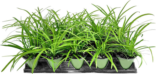 Big Blue Liriope Muscari - 1 Live 4 Inch Pot - Drought Tolerant Low Maintenance Evergreen Plants Grass Lilyturf