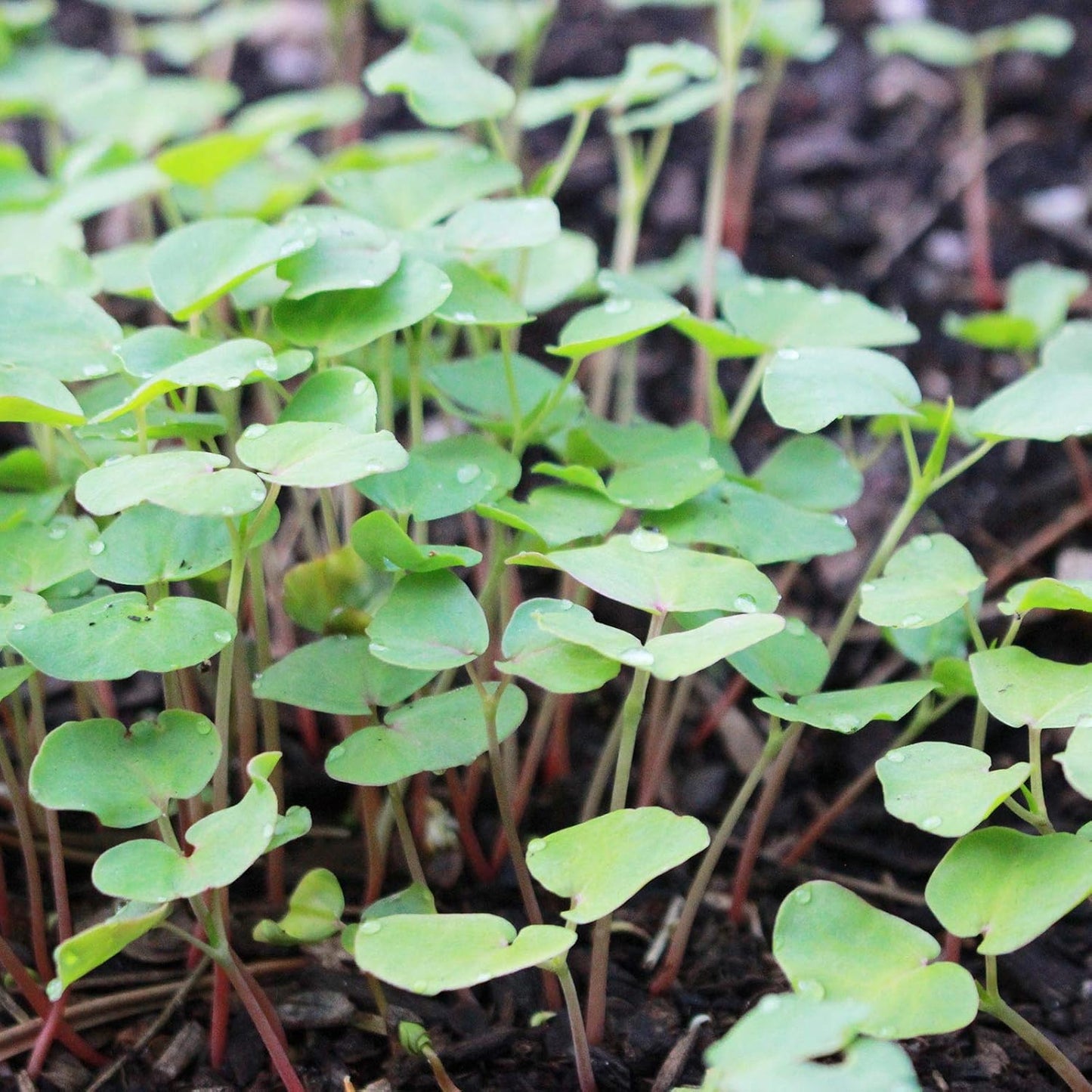 Buckwheat Seeds - 5 Lb ~60,000 Seeds - Organic, Non-GMO, Whole (Shell On) - Grow Buck Wheat Cover Crops, Microgreens, Lettuce
