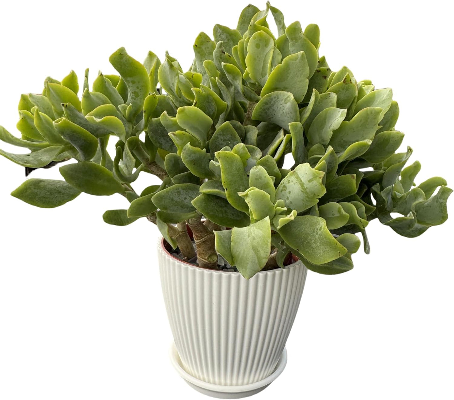 Ripple Jade with White Stripe Pot, Live Crassula Arborescens Undulatifolia, Rare Cute Succulent Plant in 4" Planter, Home Office Décor