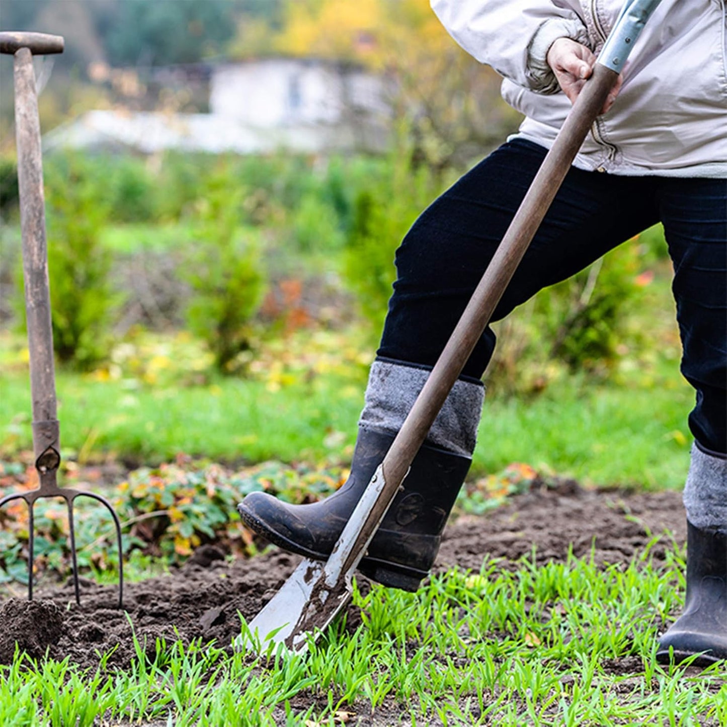 Crimson Clover Seeds (Coated) - 25 Lb Bulk - Garden Cover Crop, Non-GMO, Open Pollinated, Perennial, Heirloom - Coated for Easy Planting