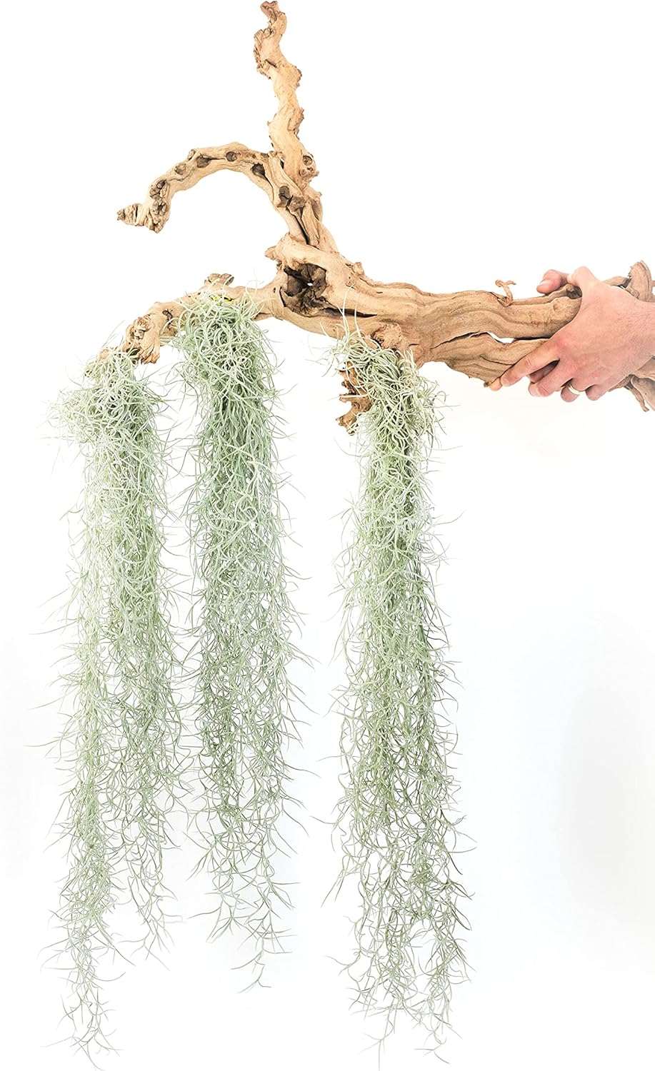 6 Pack Thick Colombian Spanish Moss Live Strands with Wire Hook - Tillandsia Usneiodes - Live Tillandsia Succulent House Plants - Home and Garden Decor - Easy Care Indoor and Outdoor Plants
