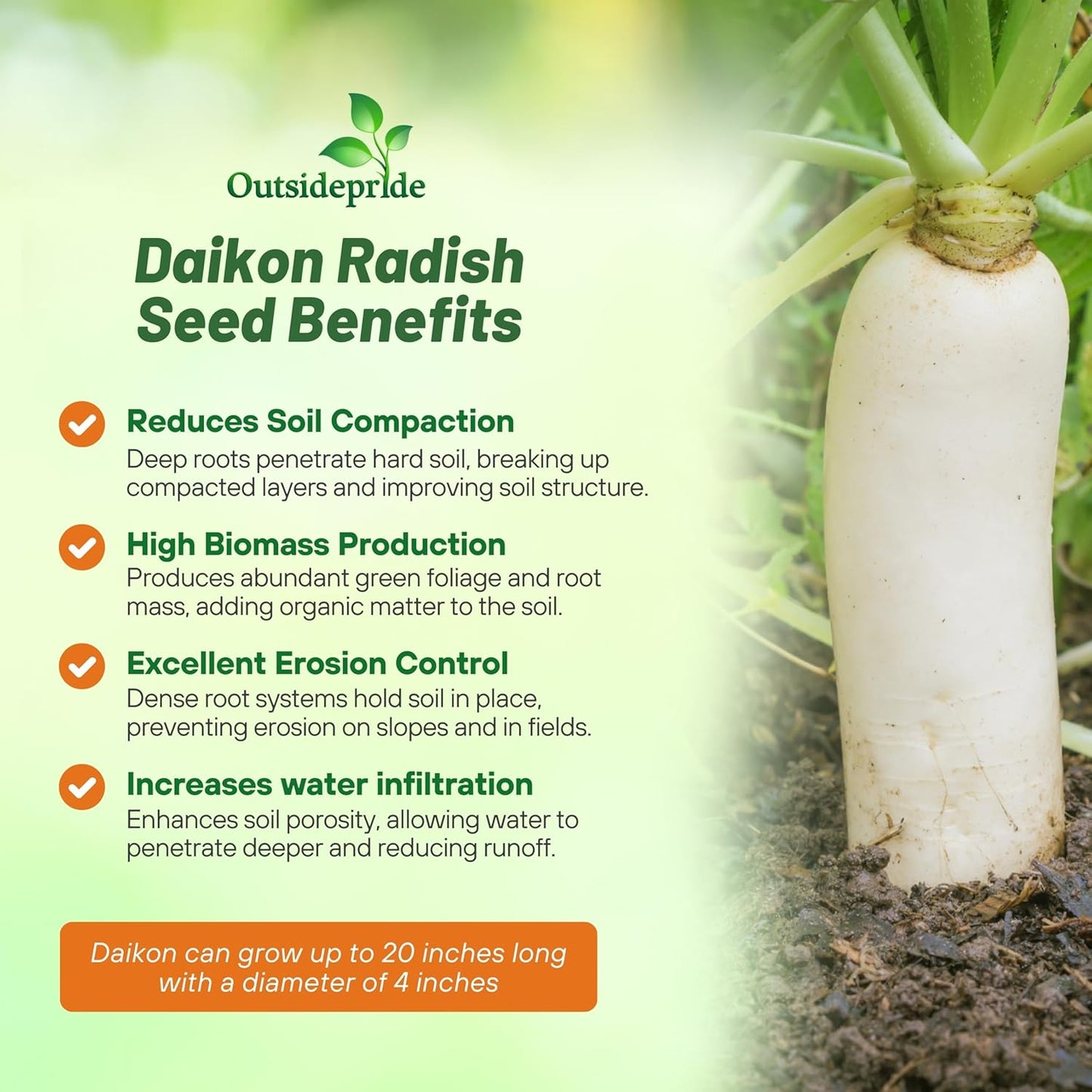 Outsidepride Annual Daikon Radish Seeds - 1 oz. Chinese, Japanese, & Oriental Radish Seeds for Soil Health, Erosion Control, & Soil Aeration - Ideal for Gardens, Cover Crops, Pastures, & Food Plots