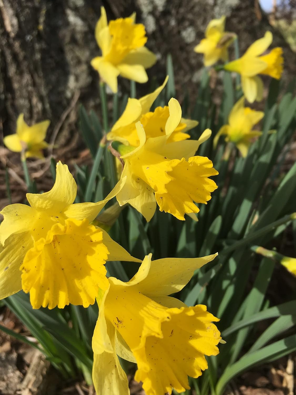 Dutch Master Daffodils (25 Bulbs) - Yellow Daffodil Narcissus Bulbs