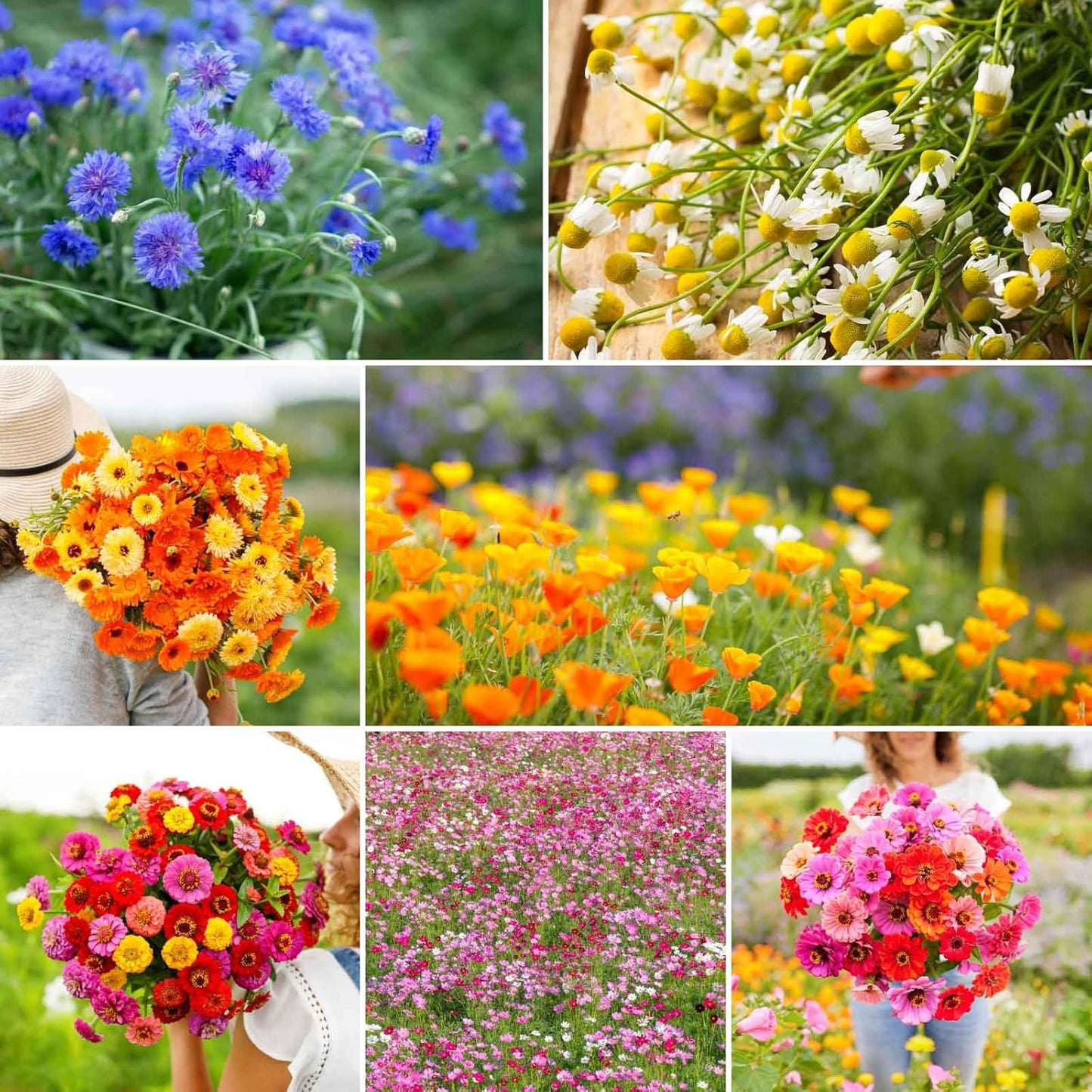 Eden Brothers Field Day Flower Mixed Seeds for Planting, 1/4 lb, 120,000+ Seeds with Zinnia Lilliput, Calendula Mix | Attracts Pollinators, Plant in Spring or Fall, Zones 3, 4, 5, 6, 7, 8, 9, 10