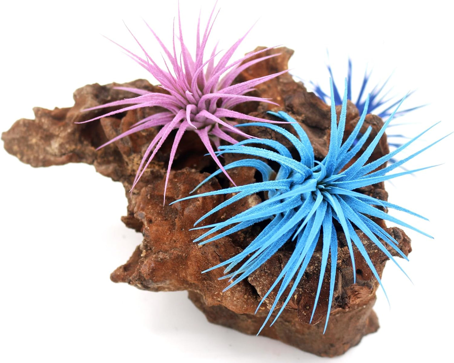 Live Extra Large Tillandsia Ionantha Guatemala Colorful Air Plant 3+ inch Enhanced Color Easy Care Indoor Outdoor Home Decor Gift Airplant by Awesome Industries (Light Blue XL)