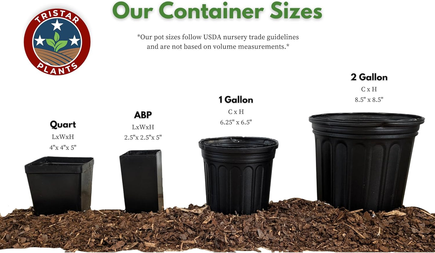 TriStar Plants - Thanksgiving Cactus - 4" inch Pot, Fasle Christmas Cactus, Easter Cactus, Holiday Plant, Winter Flowers, Christmas Plants, Winter Blooms (Caribbean Dancer)