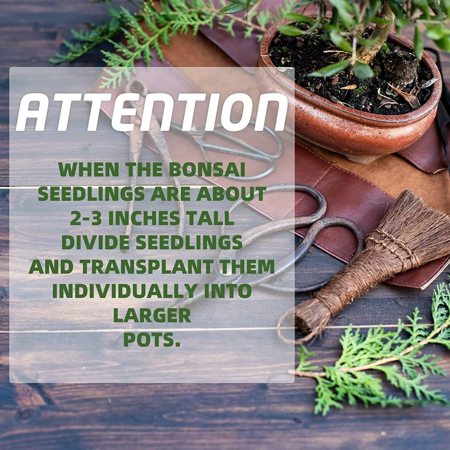 Bonsai Tree Kit with Complete Plant Growing Tools, Grow in Pot Indoor Bonsai Tree Starter Kit, Home Gardening DIY Gift for Adult