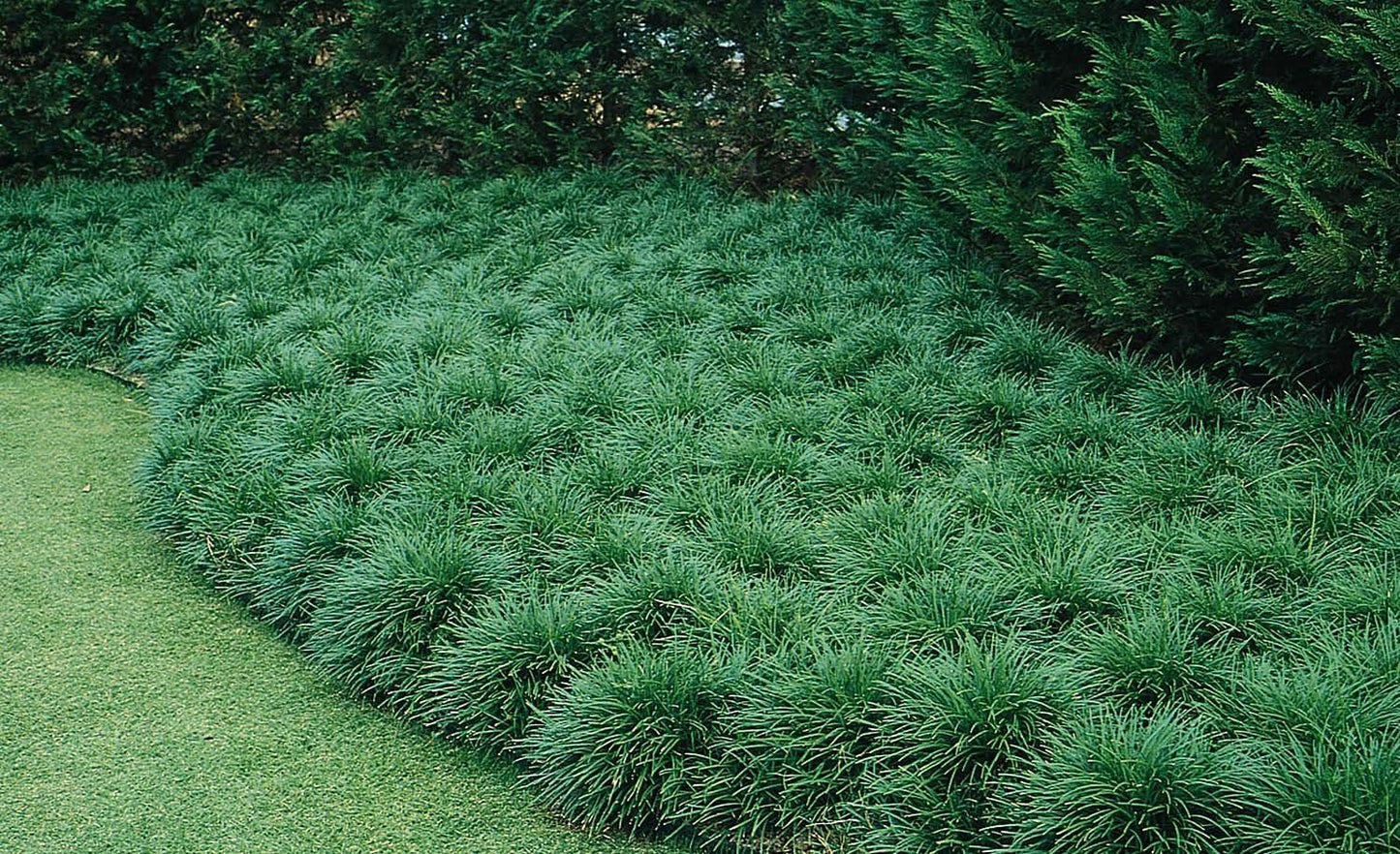 Mondo Grass - 20 Live Plants - Ophiopogon Japonicus - Live Evergreen Groundcover Plants - Shade Loving