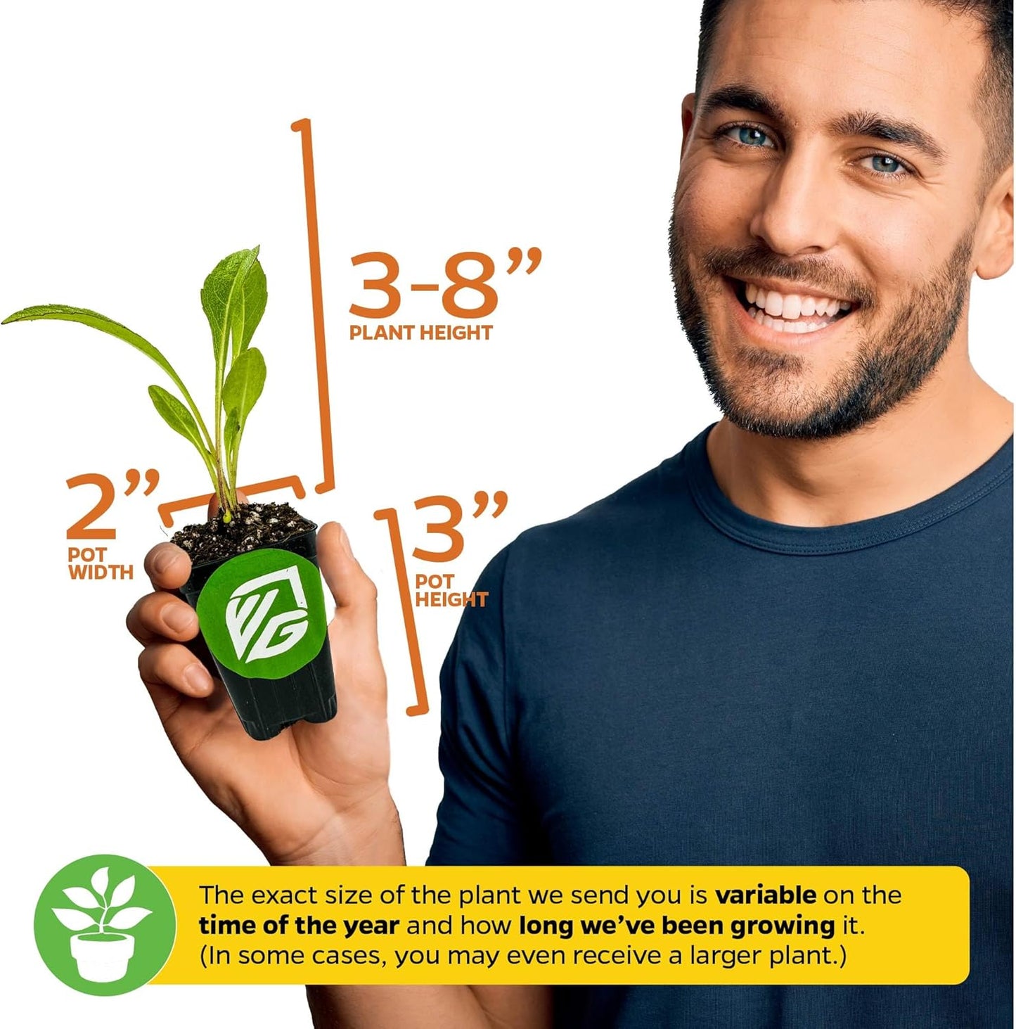 Longevity Spinach Live Plant - Gynura procumbens - Wellspring Gardens Nutrient-Rich Live Vegetable Plants - Vibrant & Healthy Plants, Easy to Grow & Maintain - Ideal for Outdoor & Indoor Planting