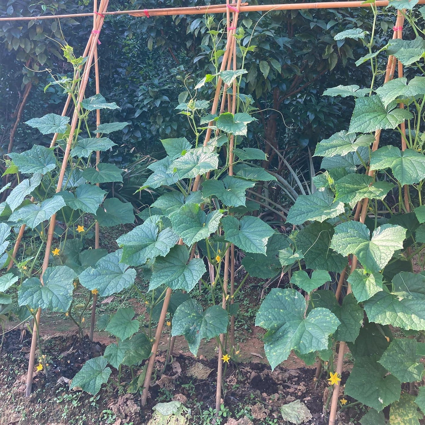 Bamboo Stakes,4.8FT Natural Bamboo Garden Stakes,BOVITRO 20Pcs Plant Stakes,Bamboo Sticks for Tomato,Beans,Vegetable and Climbing Plants