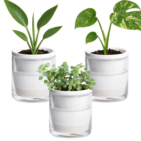 D'vine Dev 4 Inch Design Self Watering Planter for Indoor Plants, White Terracotta Pots with Cylinder Glass Cup, Set of 3, 37-Z-A-2-T