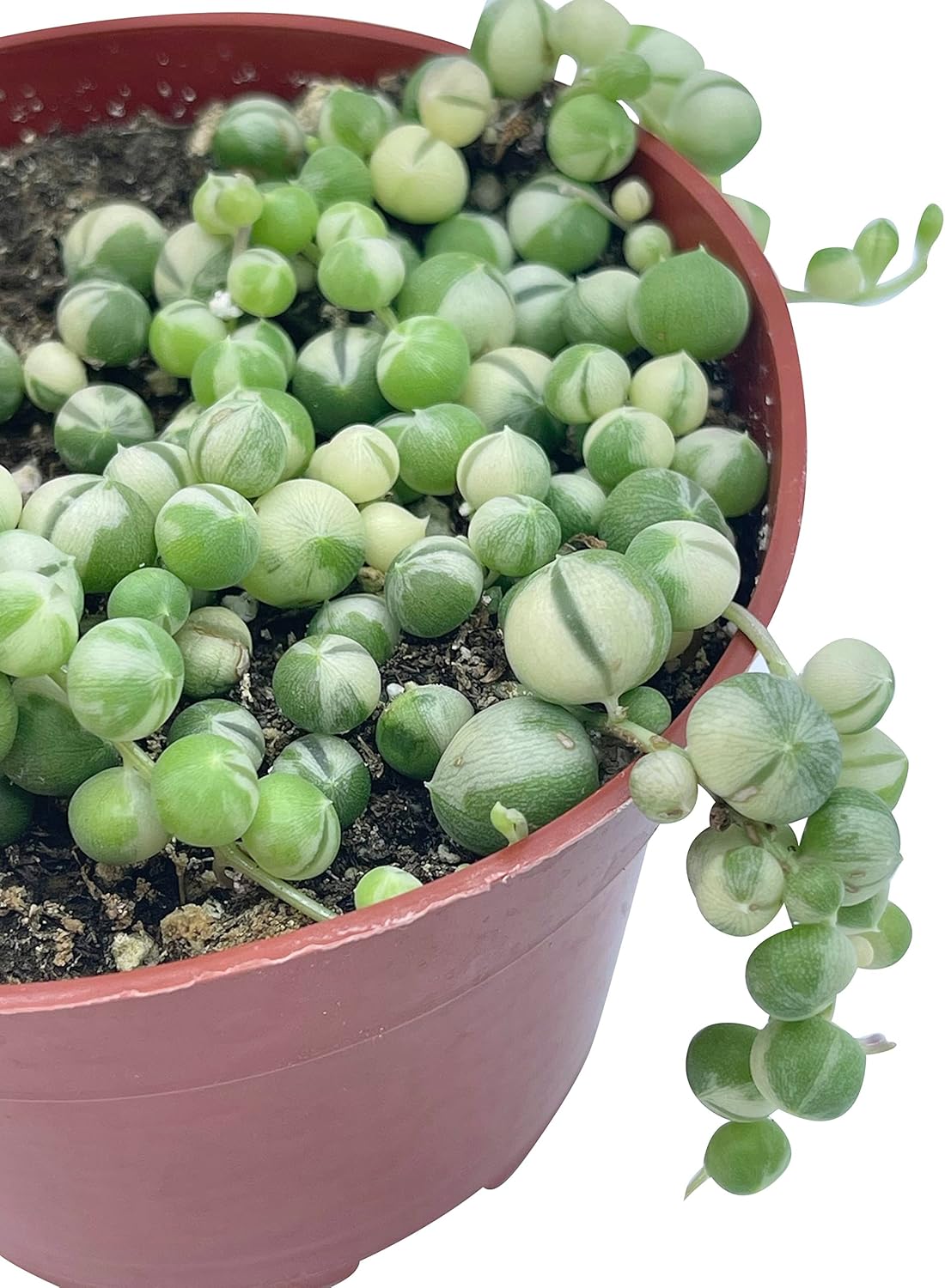 Live Succulent 4" Variegated String of Pearls, Succulents Plants Live, Succulent Plants Fully Rooted Hanging House Plant for Home Office Decoration, DIY Projects Party Favor Gift by The Succulent Cult