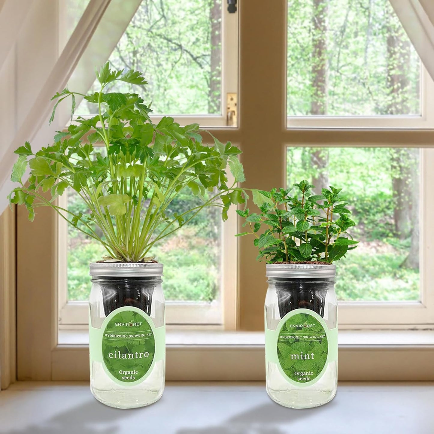 2-Pack Hydroponic Mason Jar Herb Garden Kit, Indoor Herb Garden Self-Watering Starter Kit (Cilantro,Mint)