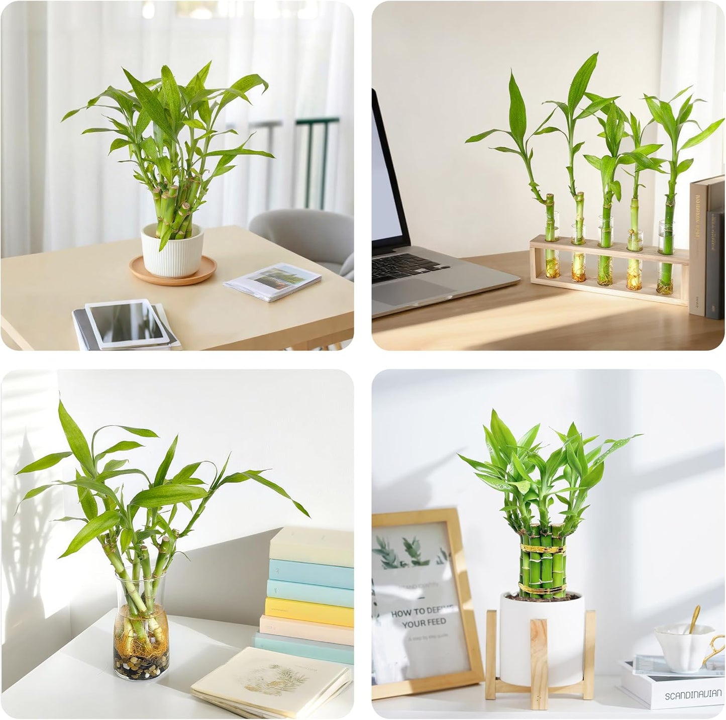 Lucky Bamboo Plants Live Indoor (10 Stalks, 4 Inch) - Fresh House Plants for Office Desk, Home Decor, for Positive Energy, Prosperity & Easy Care