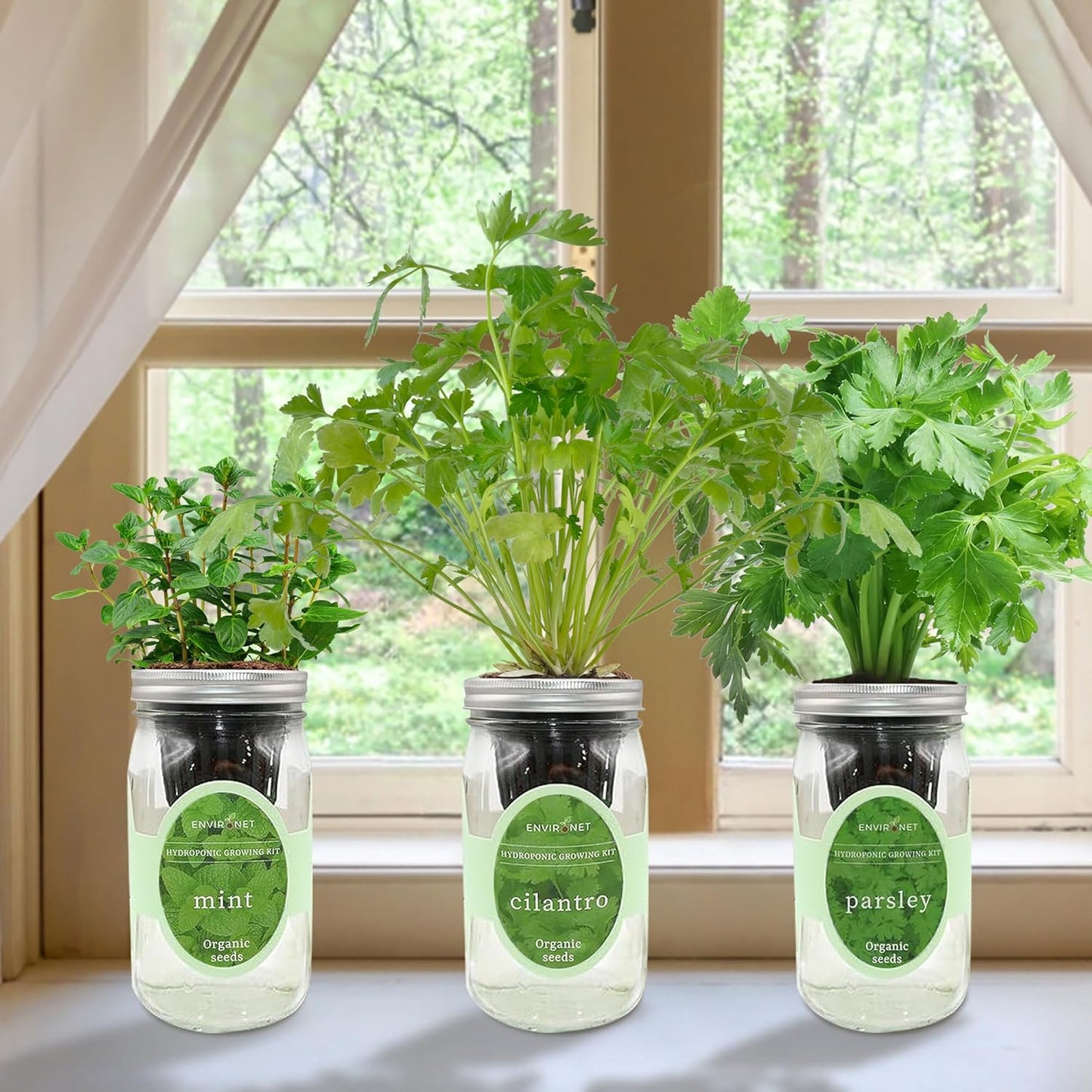 Hydroponic Herb Growing Kit Set, Self-Watering Mason Jar Herb Garden Starter Kit Indoor, Windowsill Herbs Garden, Grow Your Own Herbs from Organic Seeds (Mint, Cilantro and Parsley)