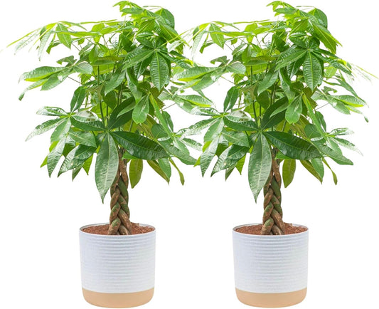 Costa Farms Money Tree Live Plants, Pack of 2 | Easy to Grow Indoor Houseplants in 10-Inch Plant Pots | 3-4 Feet Tall Bonsai | Home, Office, or Room Decor | Birthday, Housewarming Gift