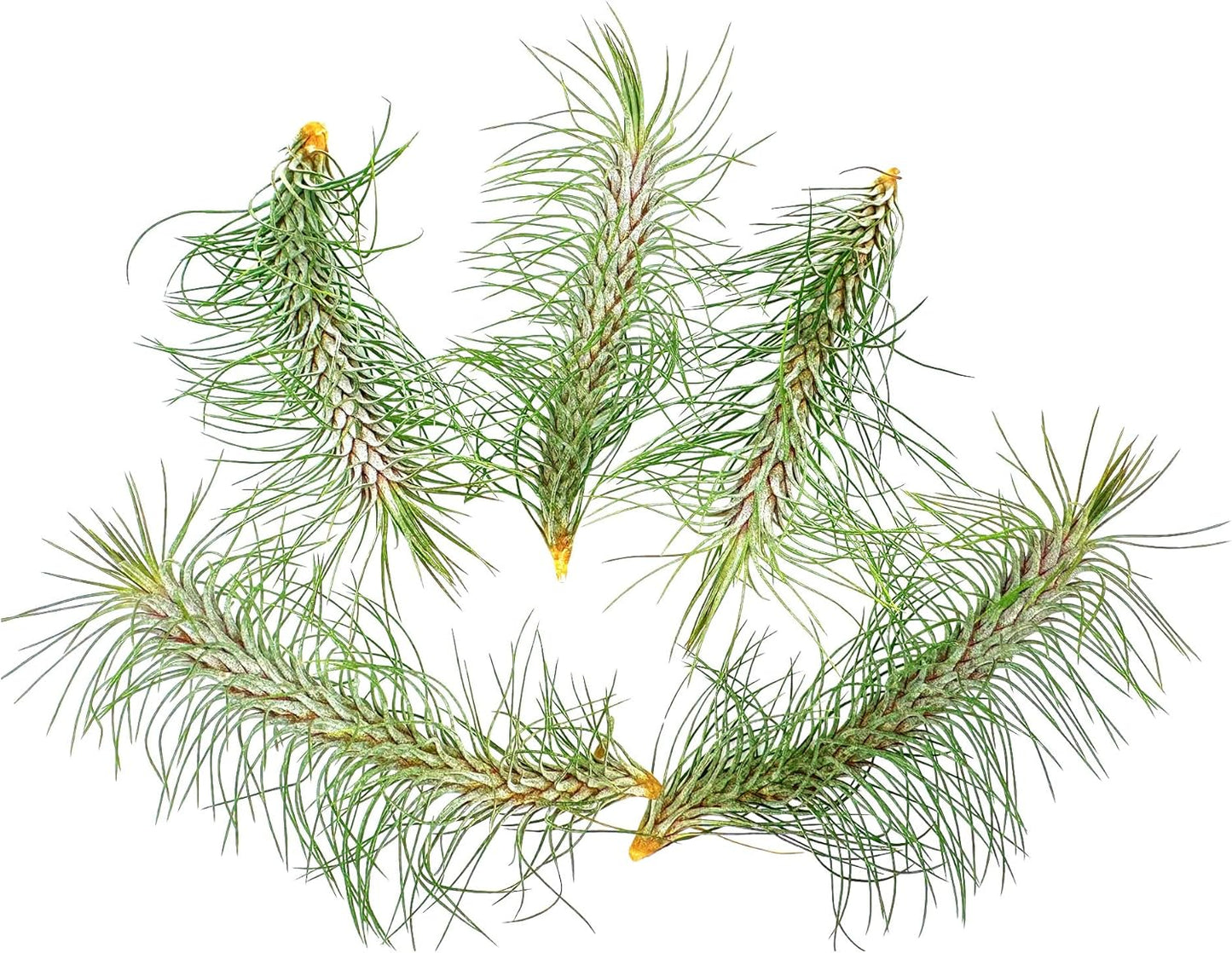 Air Plants - Colombian Tillandsia Funckiana, Large 5" - 5ct - Live Arrival Guaranteed - House Plants for Home Decor & Gift