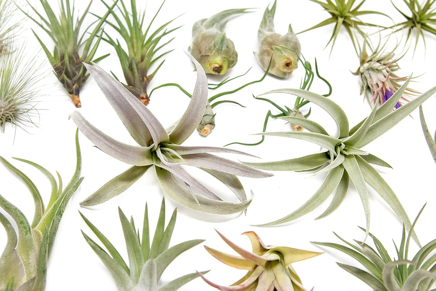 25 Grab Bag Pack Small & Medium Air Plants - Fertilizer Packet - Wholesale - Bulk - Live Tillandsia - Easy Care House Plant - Succulents