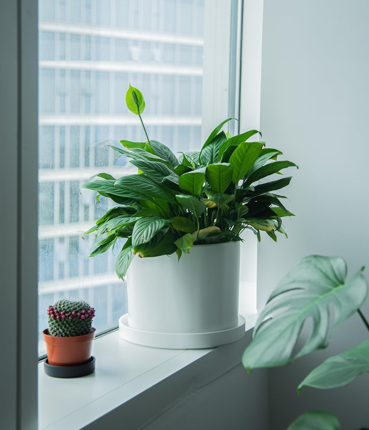 Phoenix Vine 12 Inch Plastic Plant Saucer Water Drip Tray, Heavy Sturdy Round Plant Drainage Tray for Indoors Outdoor, Set of 2, Matte White, 21-TY-12W-2